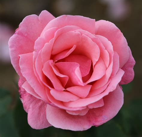 queen elizabeth rose